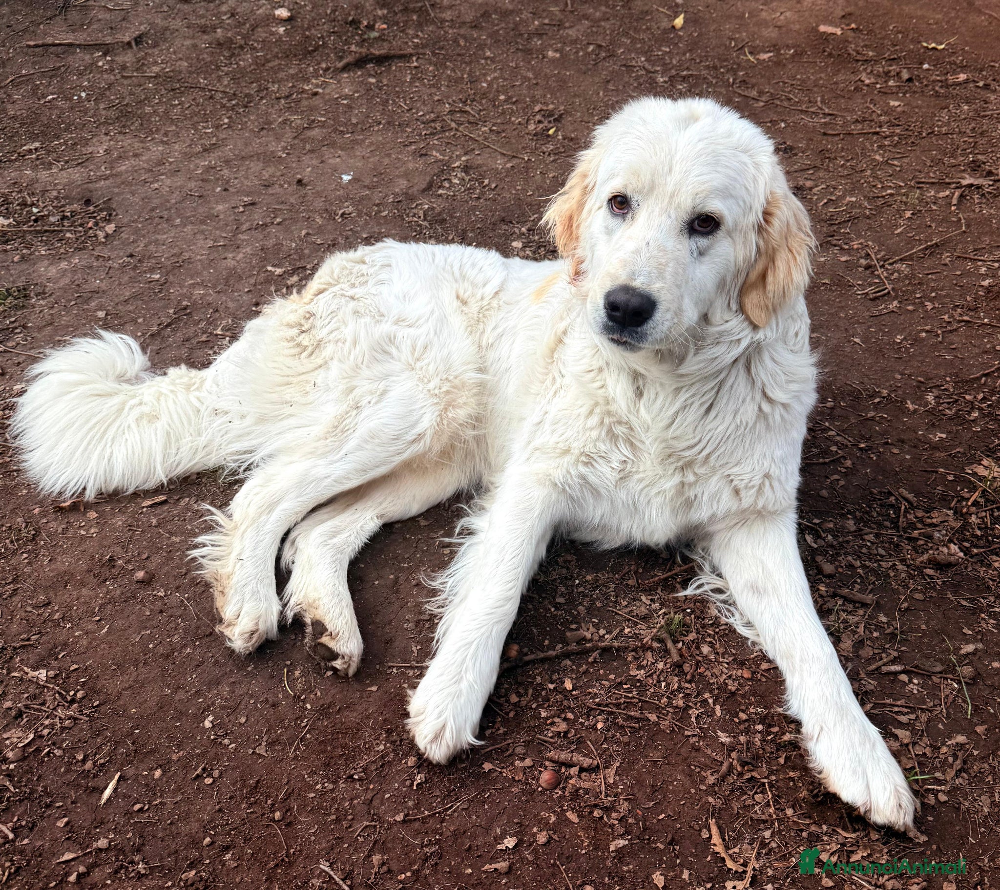 Meticcio cani in regalo: JACK MERAVIGLIOSO INCR. GOLDEN CERCA CASA - Annuncio 4