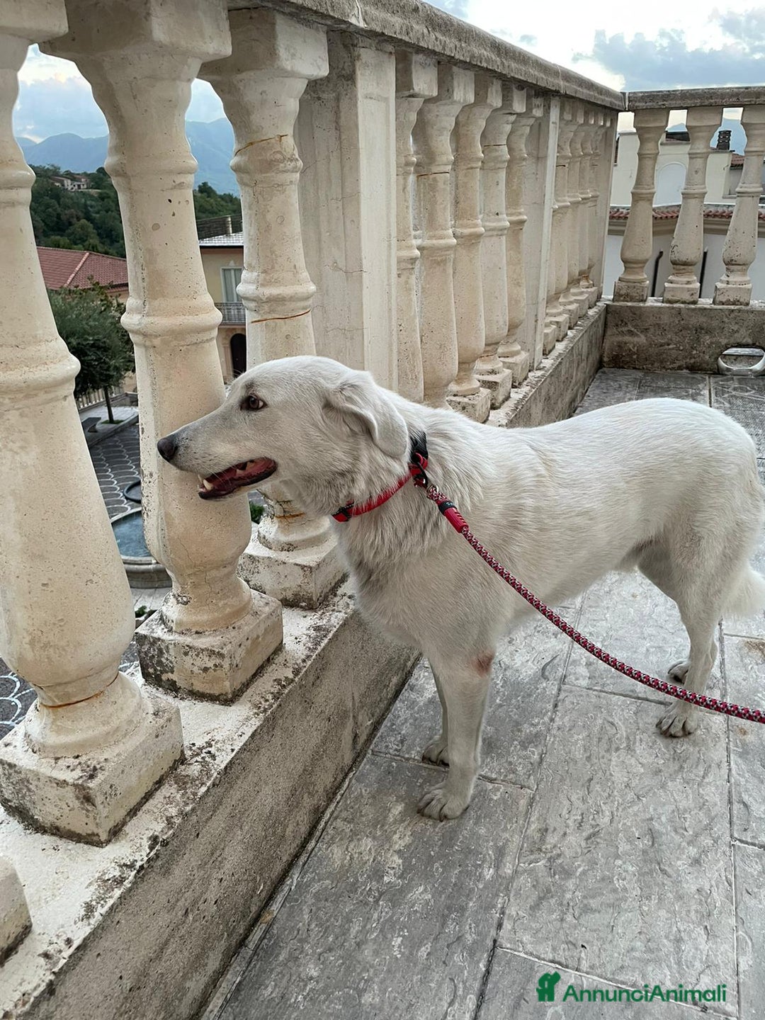 Meticcio cani in regalo: IL DOLCE CESARE - Annuncio 2