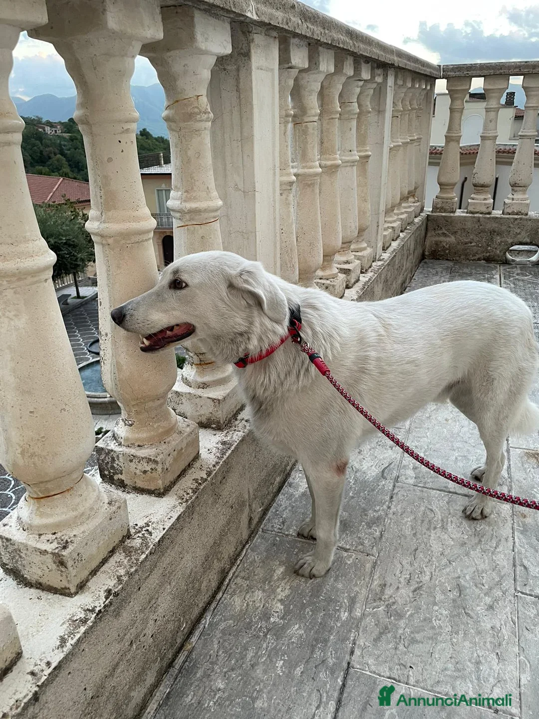 Meticcio cani in regalo: IL DOLCE CESARE - Annuncio 2