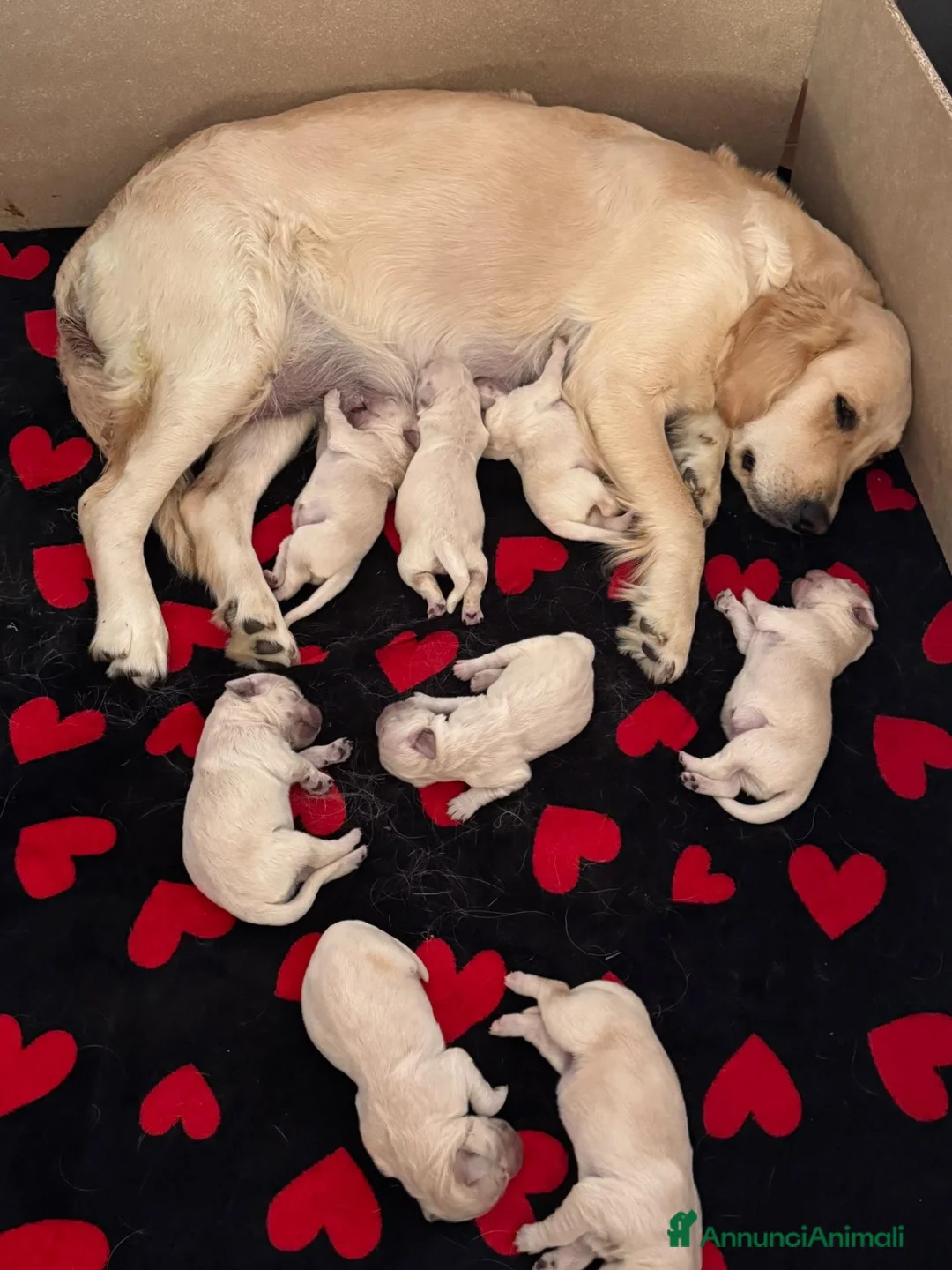 Golden Retriever cani in vendita: Cuccioli di Golden retriever con Pedigree ENCI  - Annuncio 1