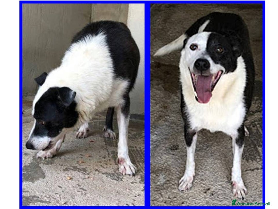 Meticcio cani in regalo: HALF  dolce, buffo nonnino - Annuncio 5