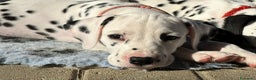 Dalmata cani in vendita: Cucciola dalmata con pedigree  - Annuncio 7