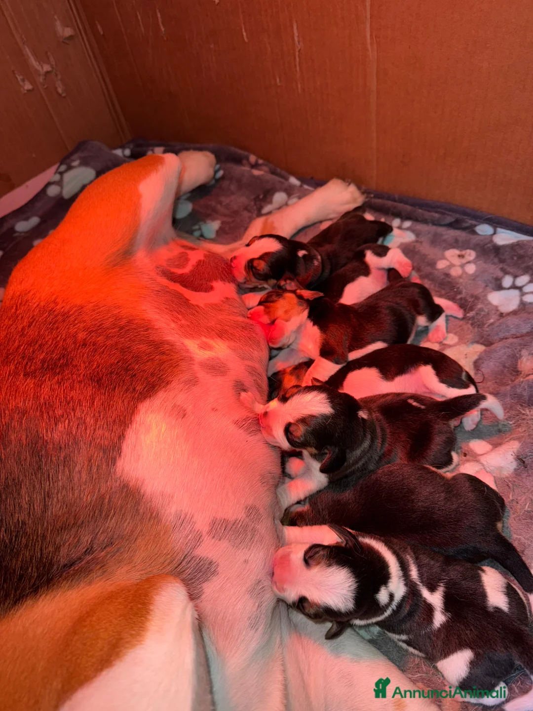 Beagle cani in vendita: Beagle con pedigree - Annuncio 2