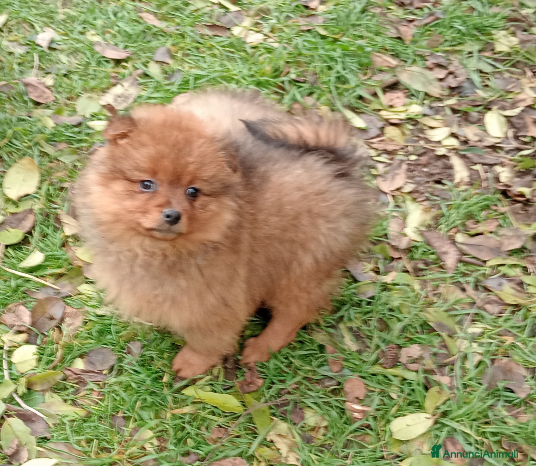 Spitz cani Spitz tedesco piccolo  - Annuncio 25