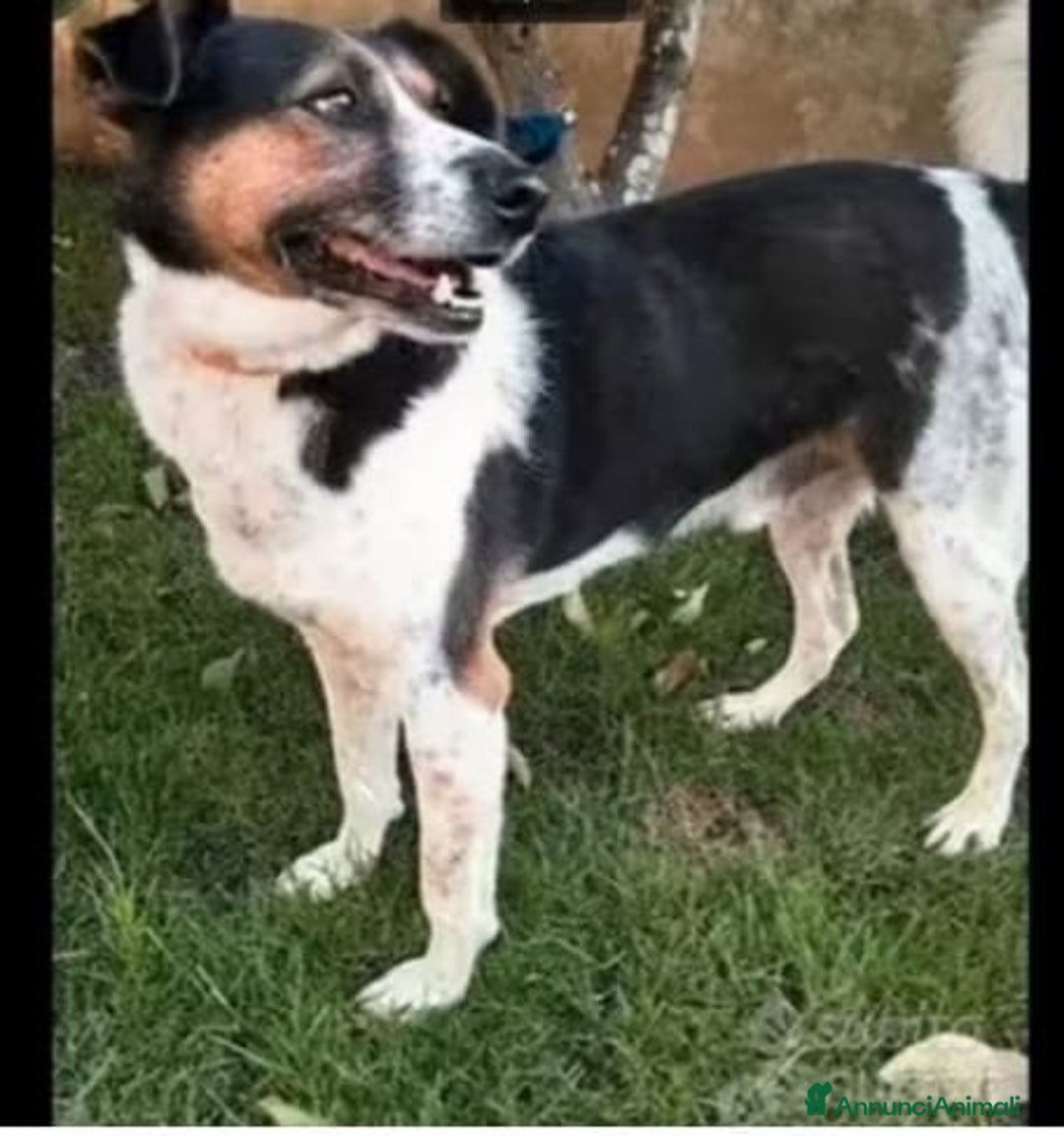 Meticcio cani in regalo: Mix J.Russel,saliva sui treni, poi il canile!SALER a Città Metropolitana di Milano - Annuncio 2