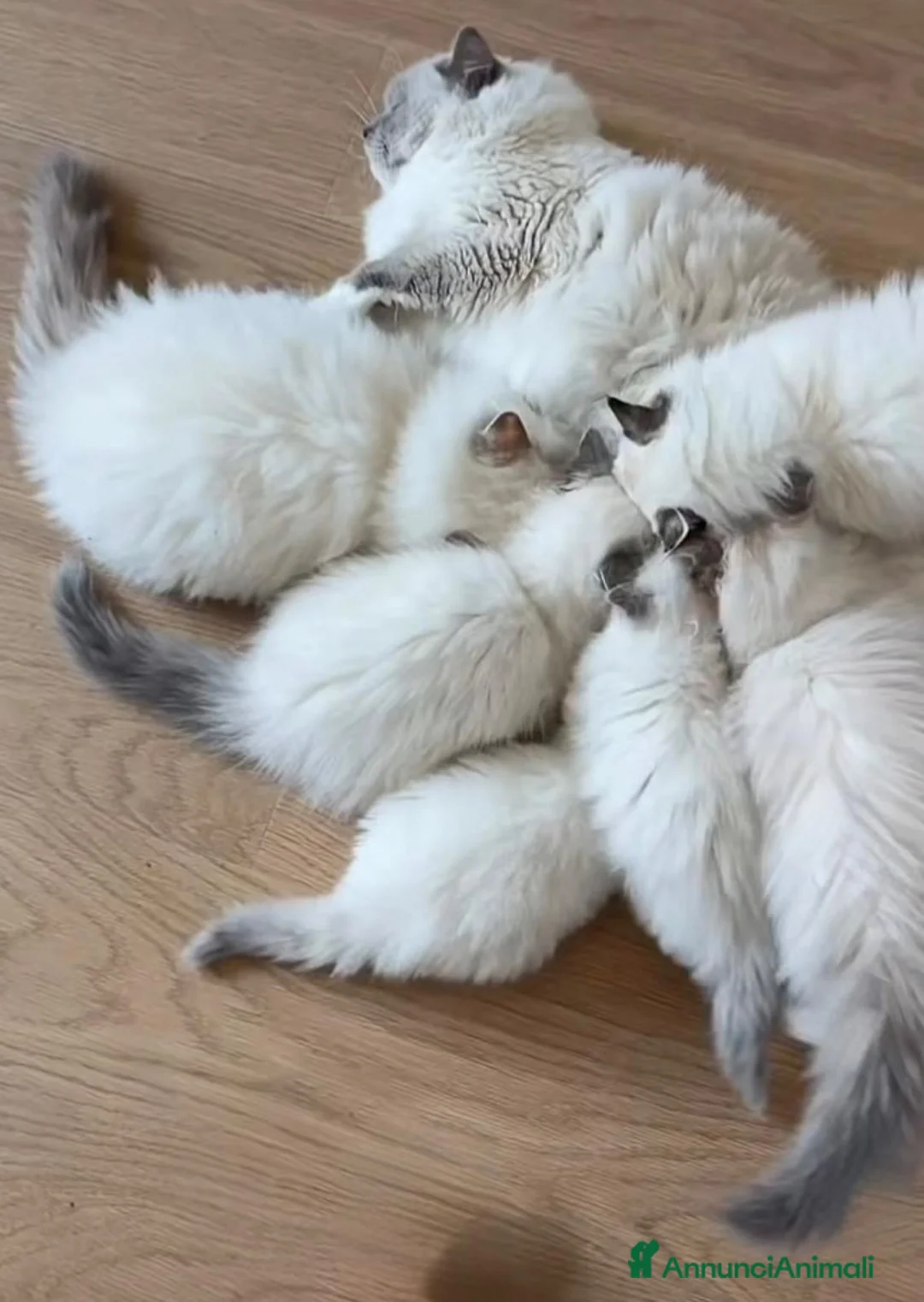 Ragdoll gatti in vendita: Splendidi cuccioli di ragdoll - Annuncio 8