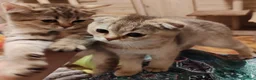Scottish gatti in vendita: Gattini Scottish fold e Scottish Straight  - Annuncio 2