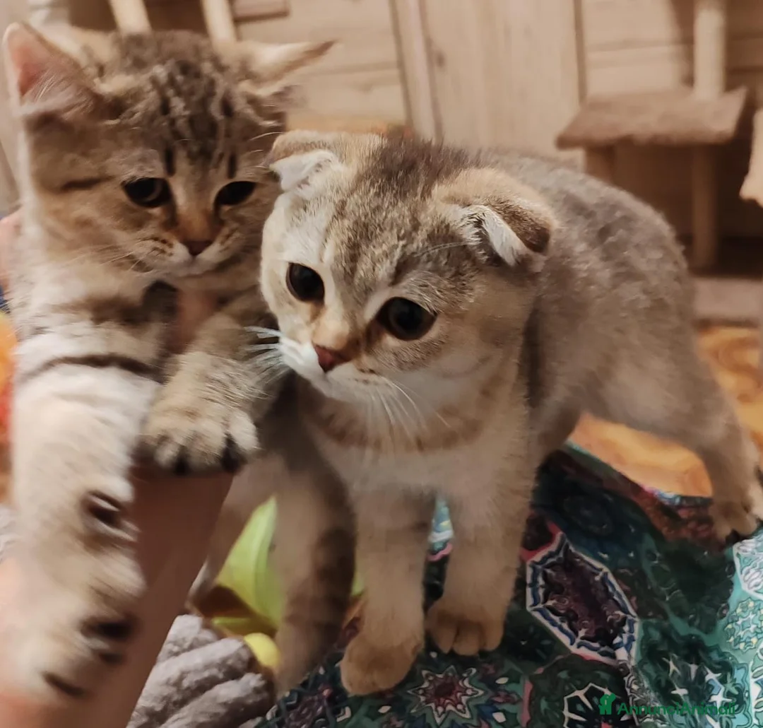 Scottish gatti in vendita: Gattini Scottish fold e Scottish Straight  - Annuncio 2