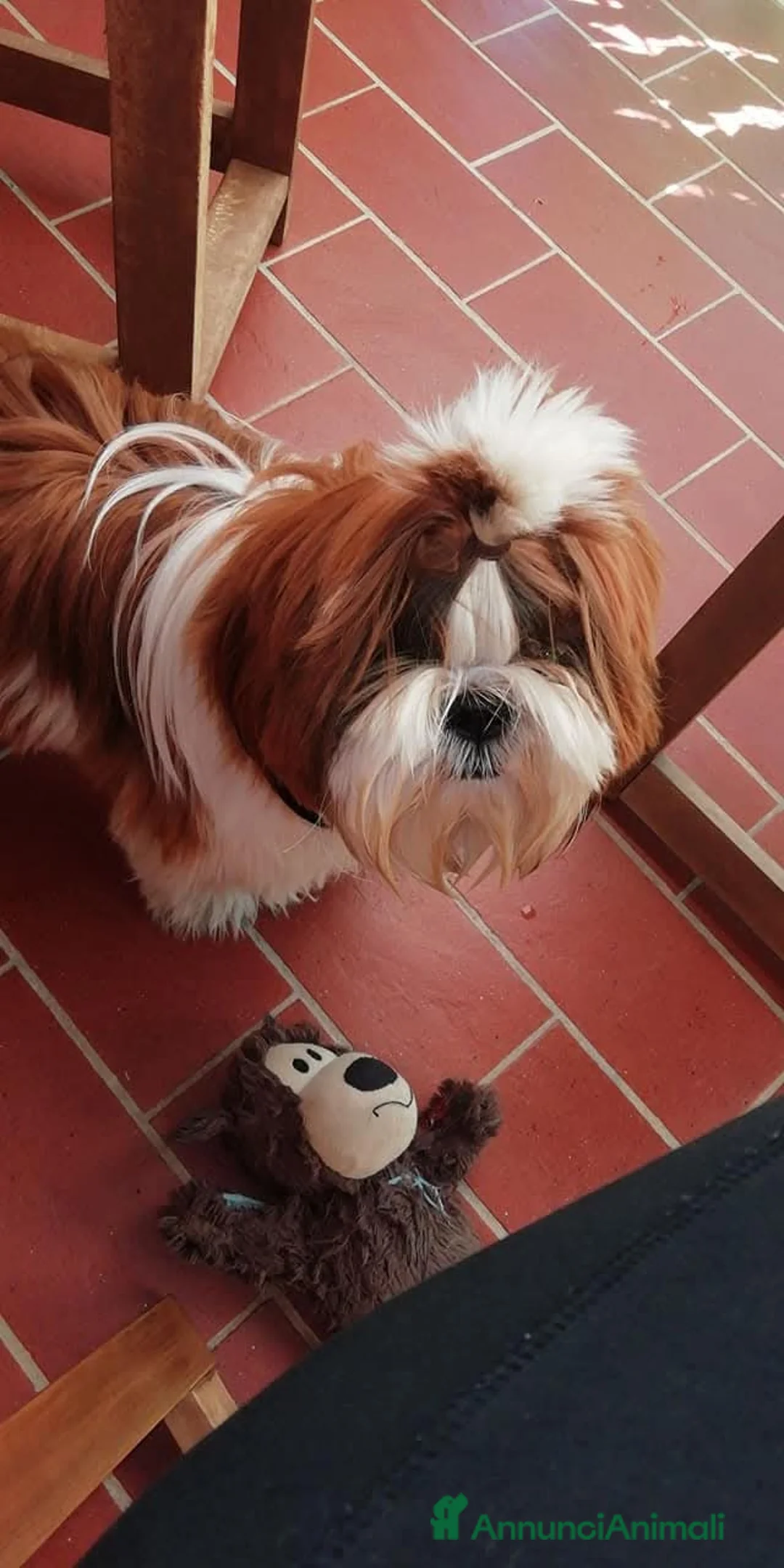 Shih Tzu cani in vendita: Ultima cucciola disponibile  a Provincia di Rieti - Annuncio 2