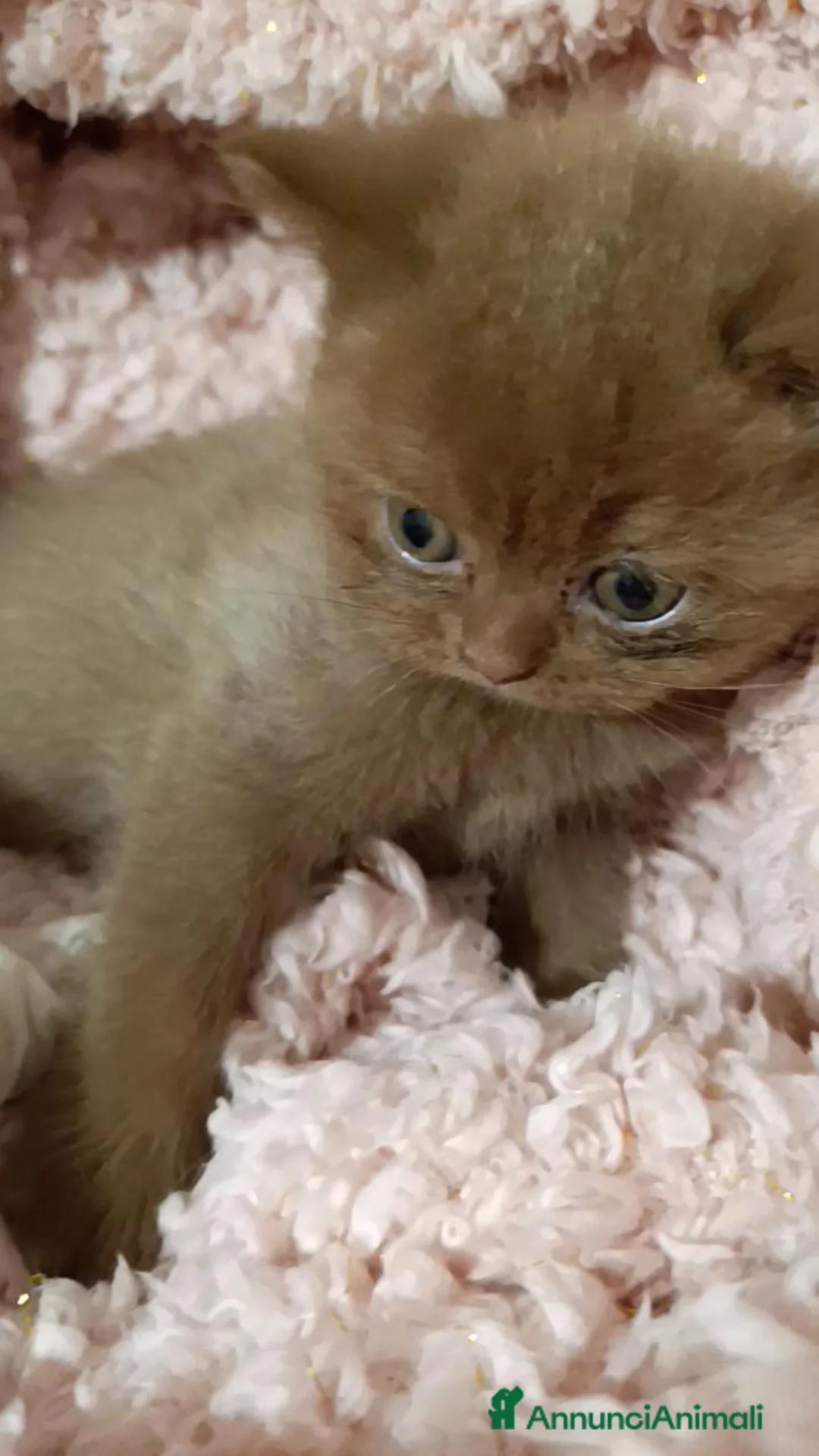 British gatti in vendita: British shorthair cinnamon  - Annuncio 7