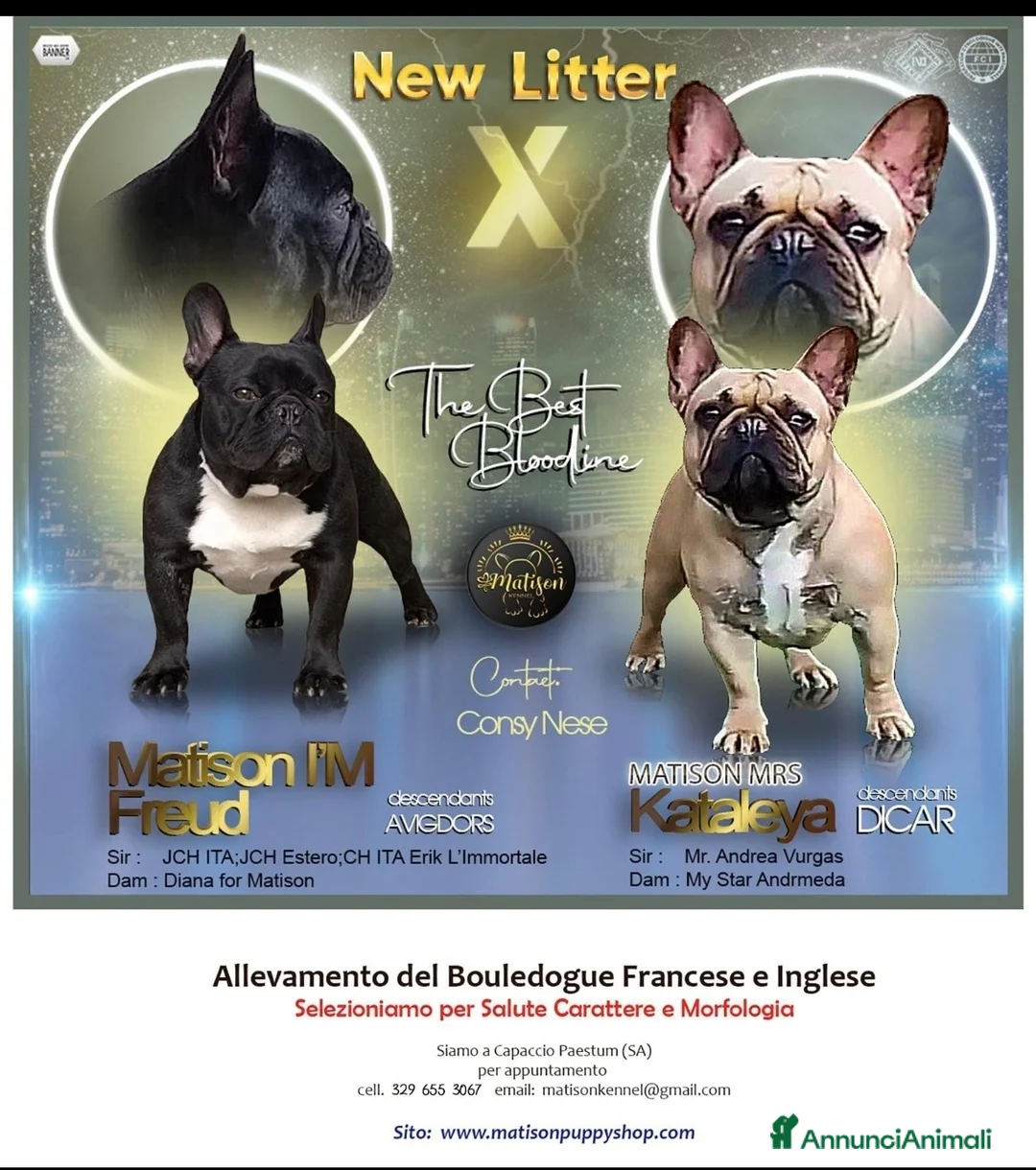 Bulldog Francese cani in vendita: Bulldog francese maschio  - Annuncio 2