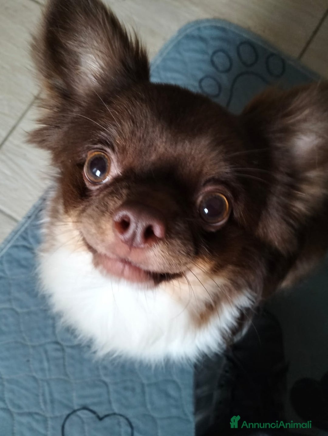 Chihuahua cani in regalo: Regalo due Chihuahua  - Annuncio 3