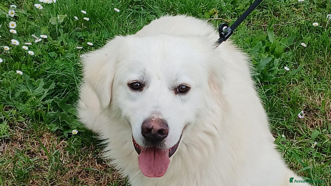 Meticcio cani in regalo: DANTE HA BISOGNO DI UNA CASA E TANTO AMORE - Annuncio 4