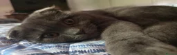 Scottish gatti per accoppiamento: Maschio schotish fold  a Provincia di Brescia - Annuncio 1