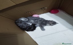 Persiano gatti in vendita: Cuccioli persiano silver schaded a Città Metropolitana di Bologna - Immagine 1