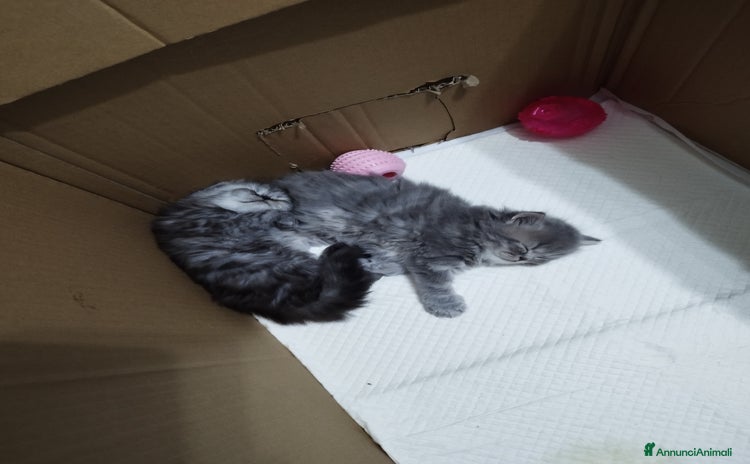 Persiano gatti a Città Metropolitana di Bologna - Annuncio 12