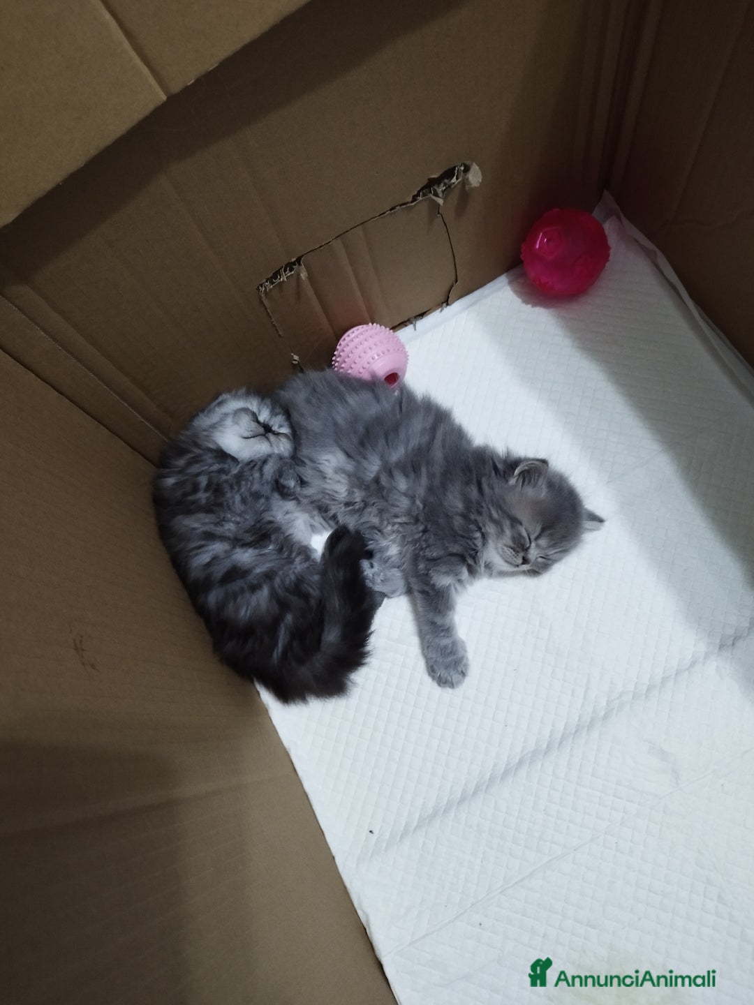 Persiano gatti in vendita: Cuccioli persiano silver schaded a Città Metropolitana di Bologna - Immagine 1