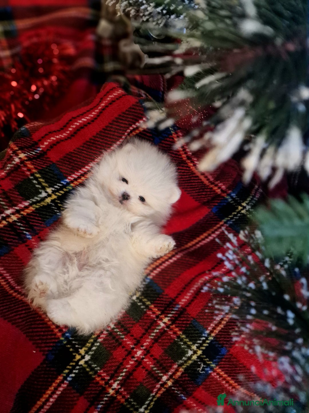 Spitz cani in vendita: Spitz di Pomerania / Volpino tedesco nano - Annuncio 11