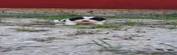 Meticcio cani in vendita: Cuccioli maremmano e pastore caucaso - Annuncio 7