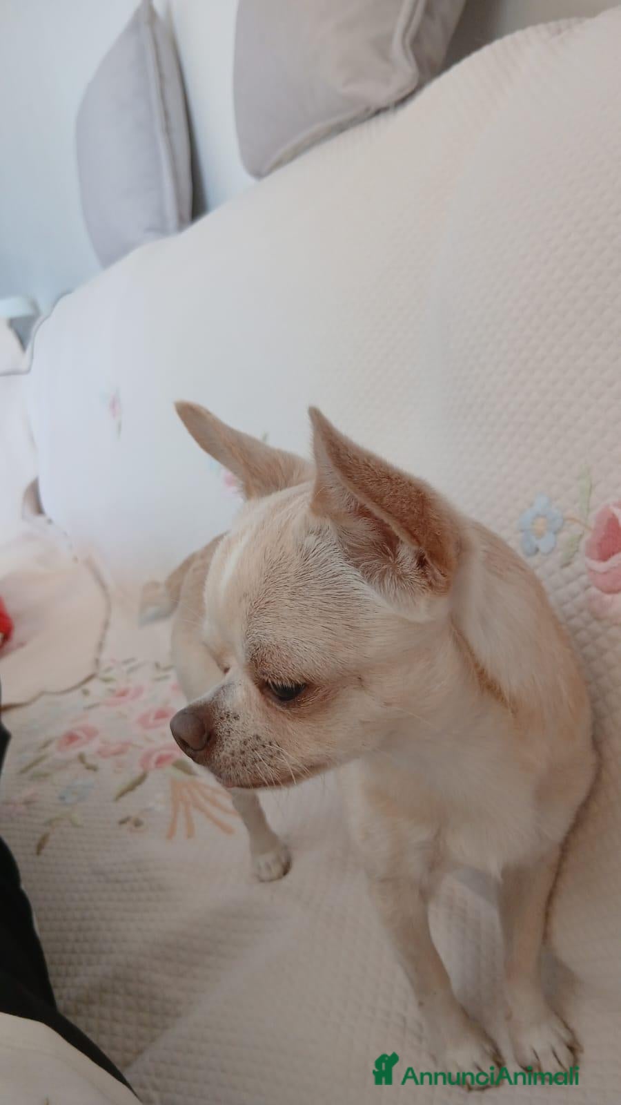 Chihuahua cani Chicco cerca cagnolina - Annuncio 18
