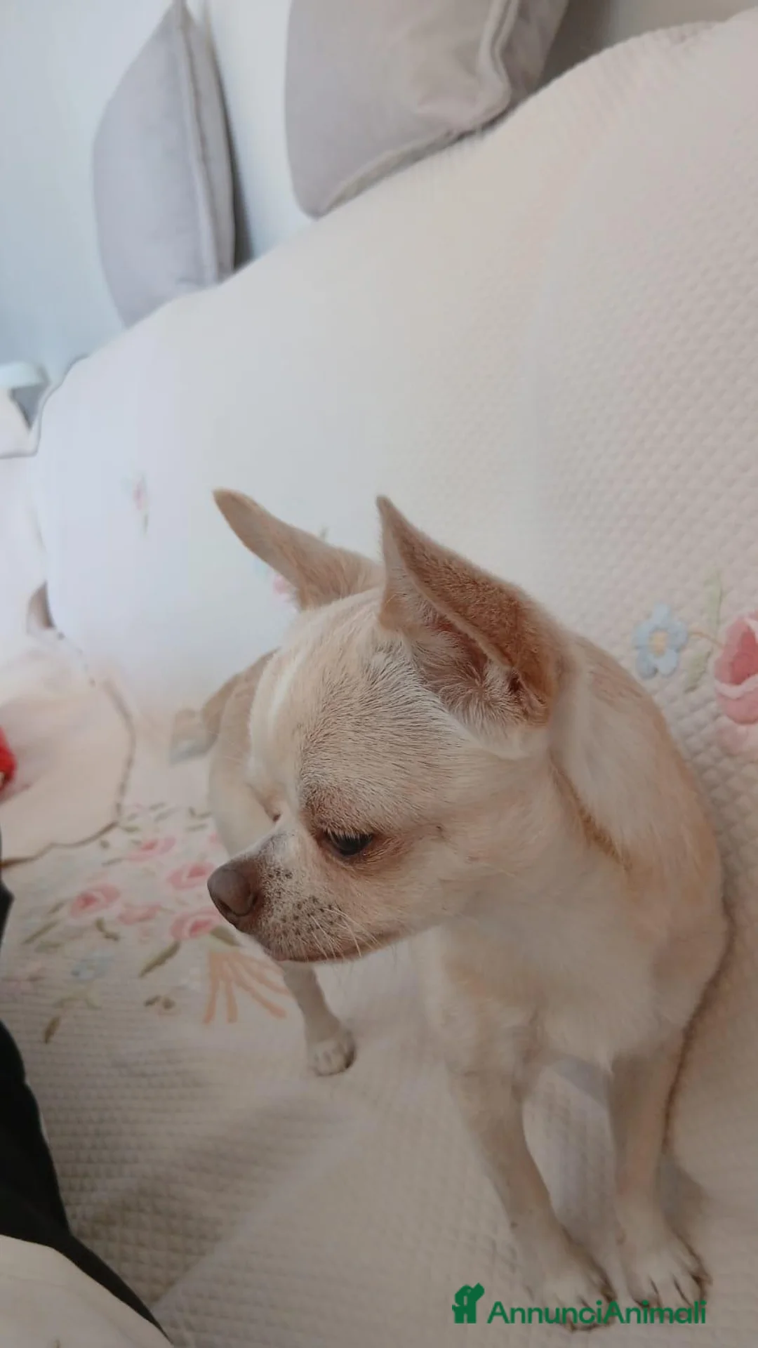 Chihuahua cani per accoppiamento: Chicco cerca cagnolina - Annuncio 1