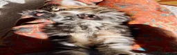 Maine Coon gatti in vendita: Gattina splendita dall'allevamento Mainemarie - Annuncio 10