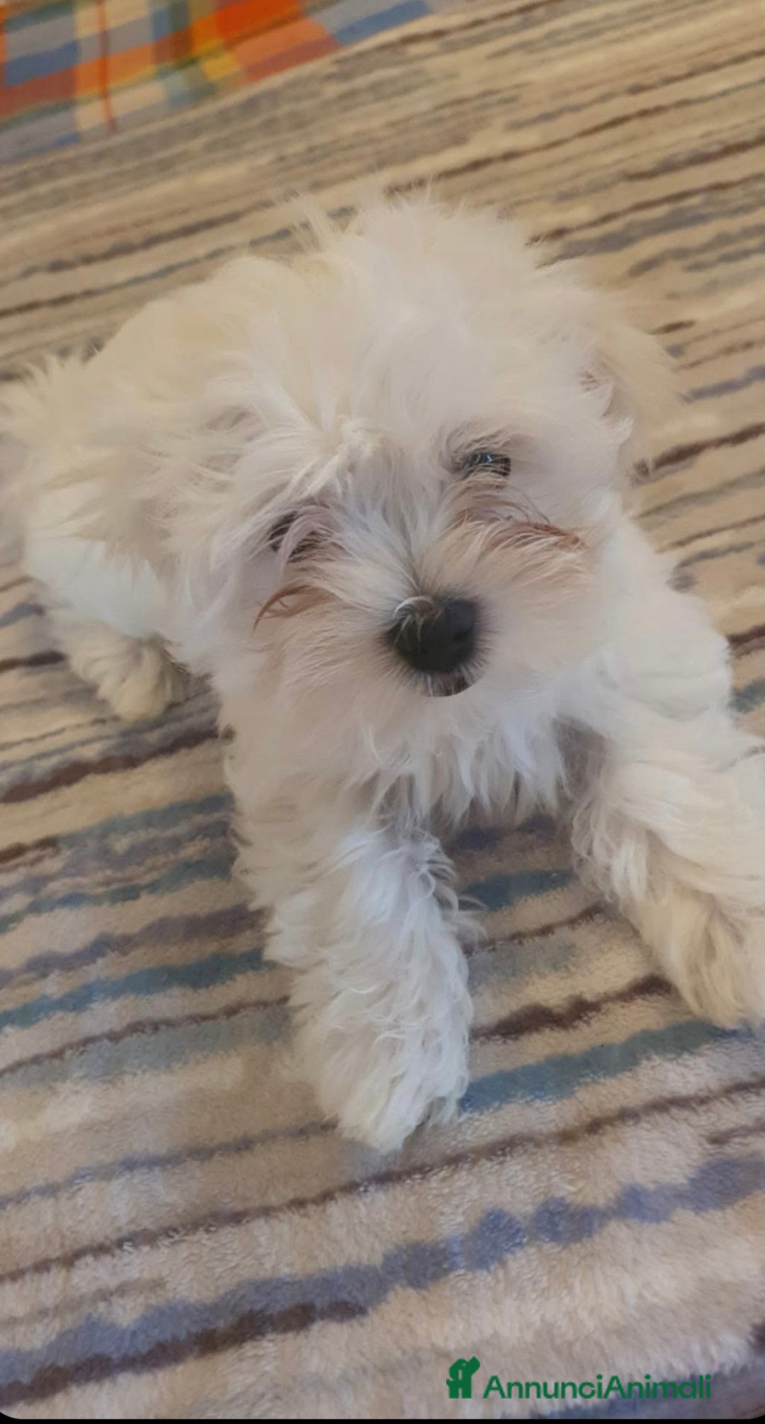 Maltese cani in vendita: Maltese - Annuncio 4