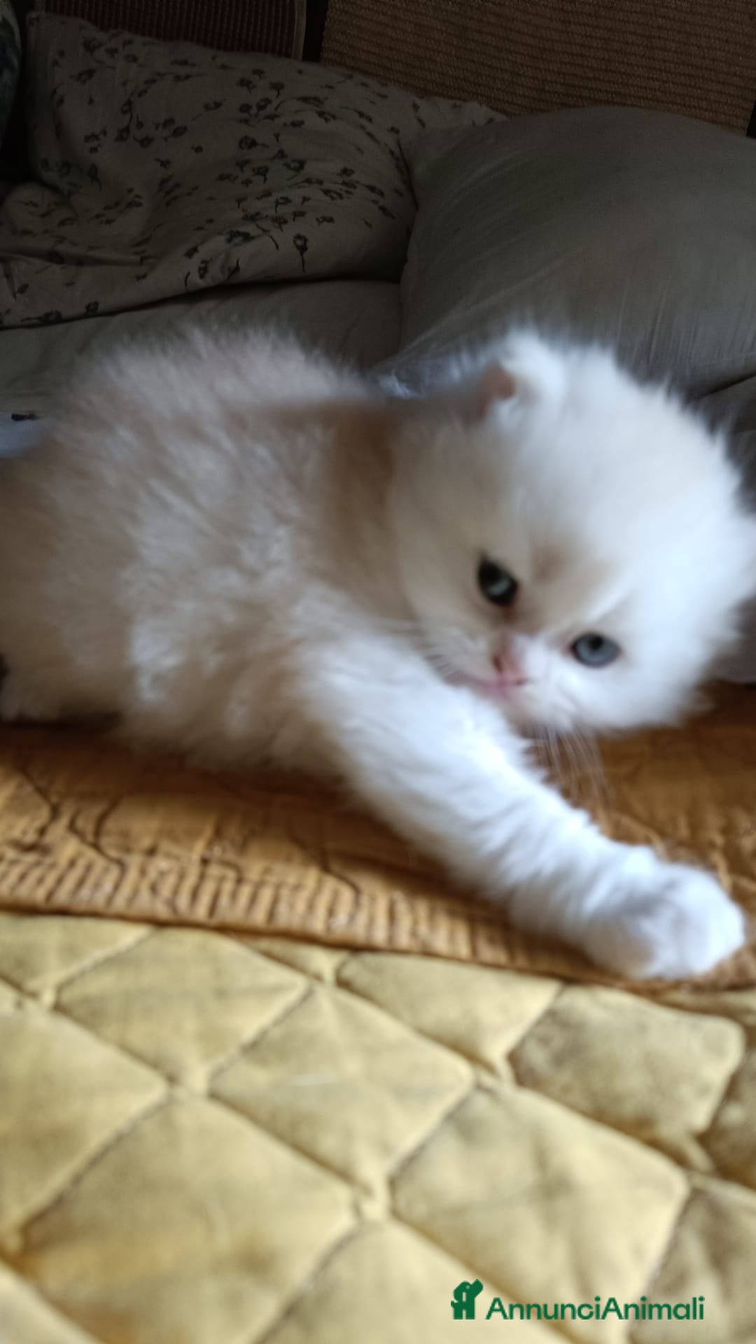 Persiano gatti in vendita: Gattini persiani normotipo Chinchilla  a Provincia di Modena - Immagine 6