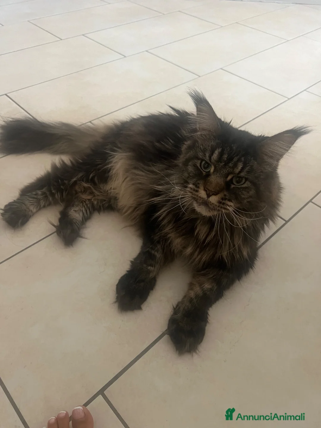 Maine Coon gatti in regalo: Maine coon a Provincia di Brescia - Annuncio 1