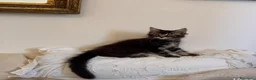 Maine Coon gatti in vendita: Maine coon cuccioli  a Provincia di Siena - Annuncio 6