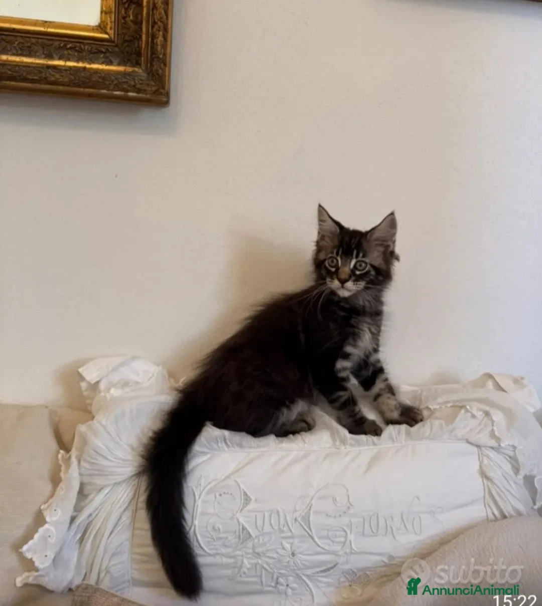Maine Coon gatti in vendita: Maine coon cuccioli  a Provincia di Siena - Annuncio 6
