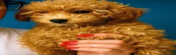 Barboncino cani in vendita: Barboncina nana rossa - Annuncio 1