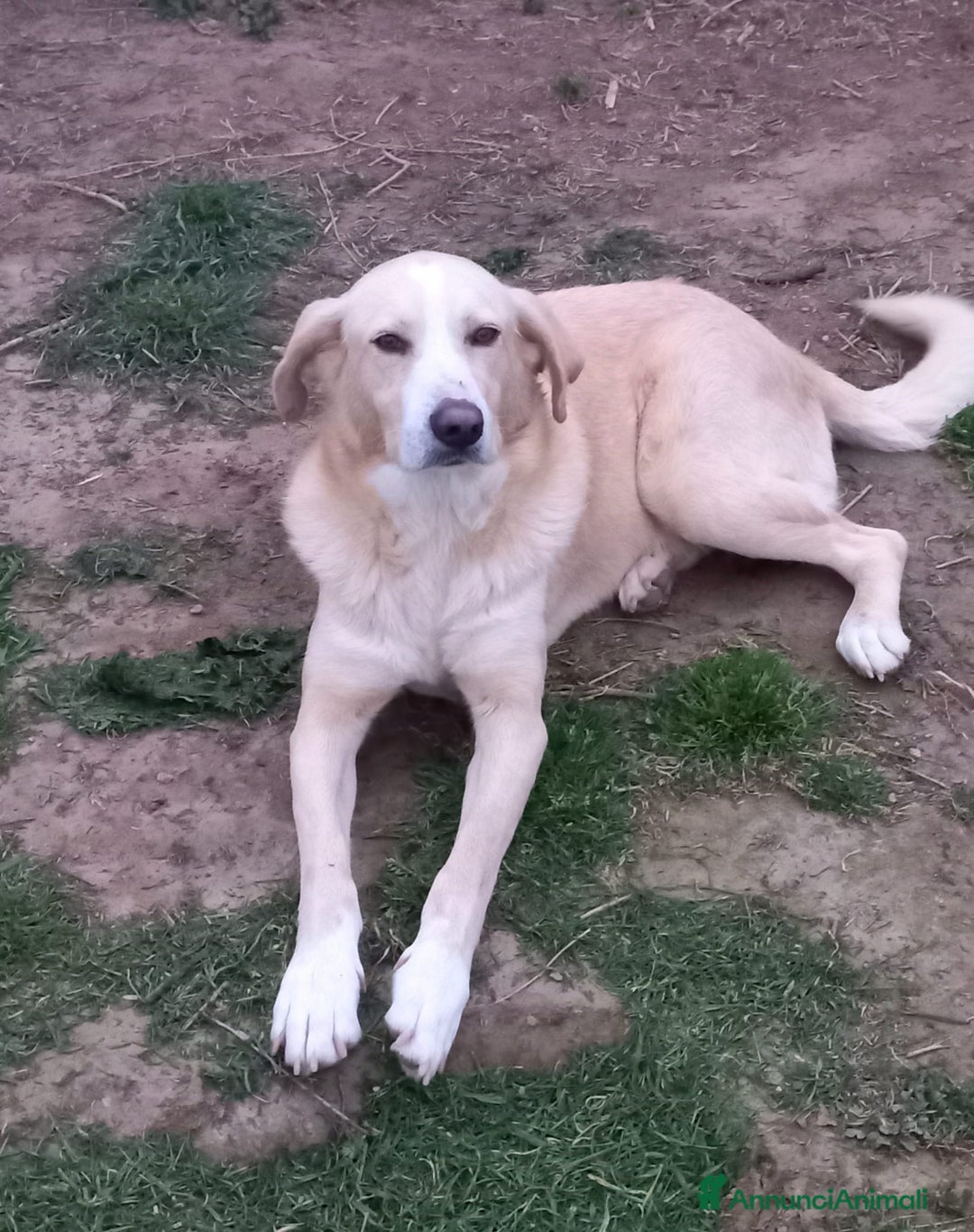 Meticcio cani in regalo: Pippo un cane buonissimo in cerca di casa  - Annuncio 6