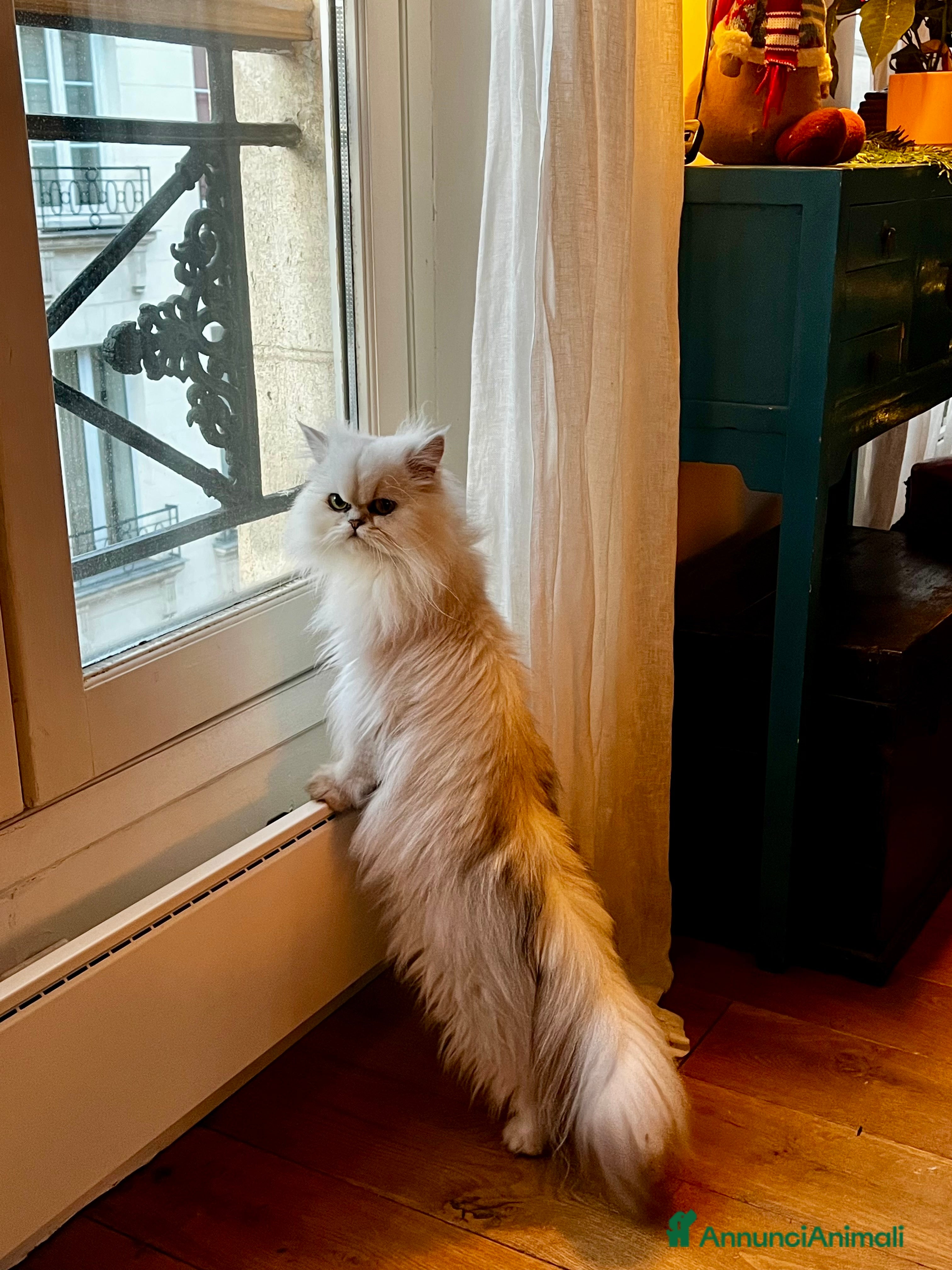 Persiano gatti Cerco maschio (Silver Shaded) per accopiamento  - Annuncio 1