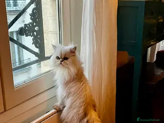 Persiano gatti Cerco maschio (Silver Shaded) per accopiamento - Annuncio 1