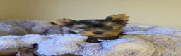 Yorkshire cani in vendita: Cuccioli di Yorkshire Terrier  - Annuncio 3