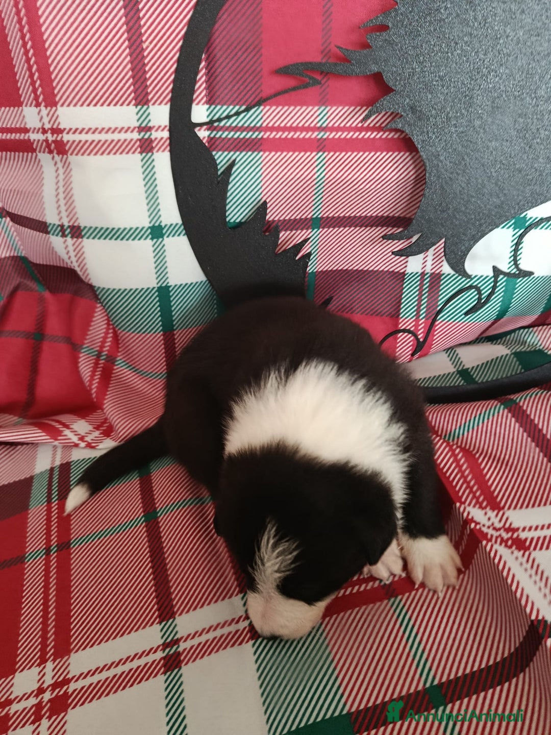 Border Collie cani in vendita: cuccioli border collie  - Annuncio 20