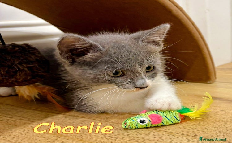 Certosino gatti - Annuncio 6