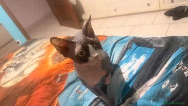 Sphynx gatti cuccioli di Sphynx  - Annuncio 3