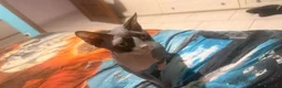 Sphynx gatti in vendita: cuccioli di Sphynx  - Annuncio 1