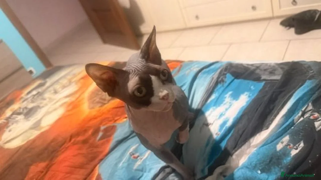 Sphynx gatti in vendita: cuccioli di Sphynx  - Annuncio 1