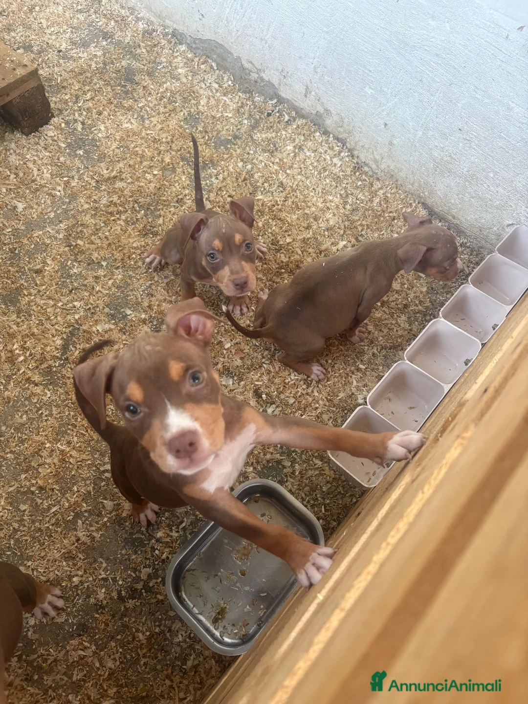 Pitbull cani in vendita: Pitbull - Annuncio 2