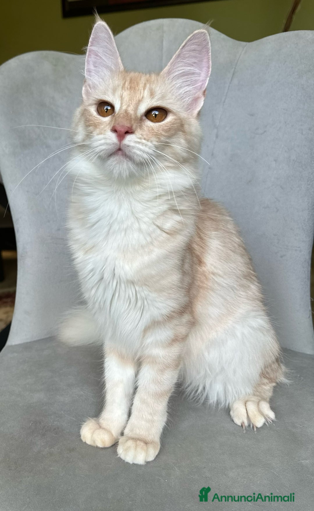 Angora turco gatti in vendita: Angora Turco, Gatto di razza  - Annuncio 7