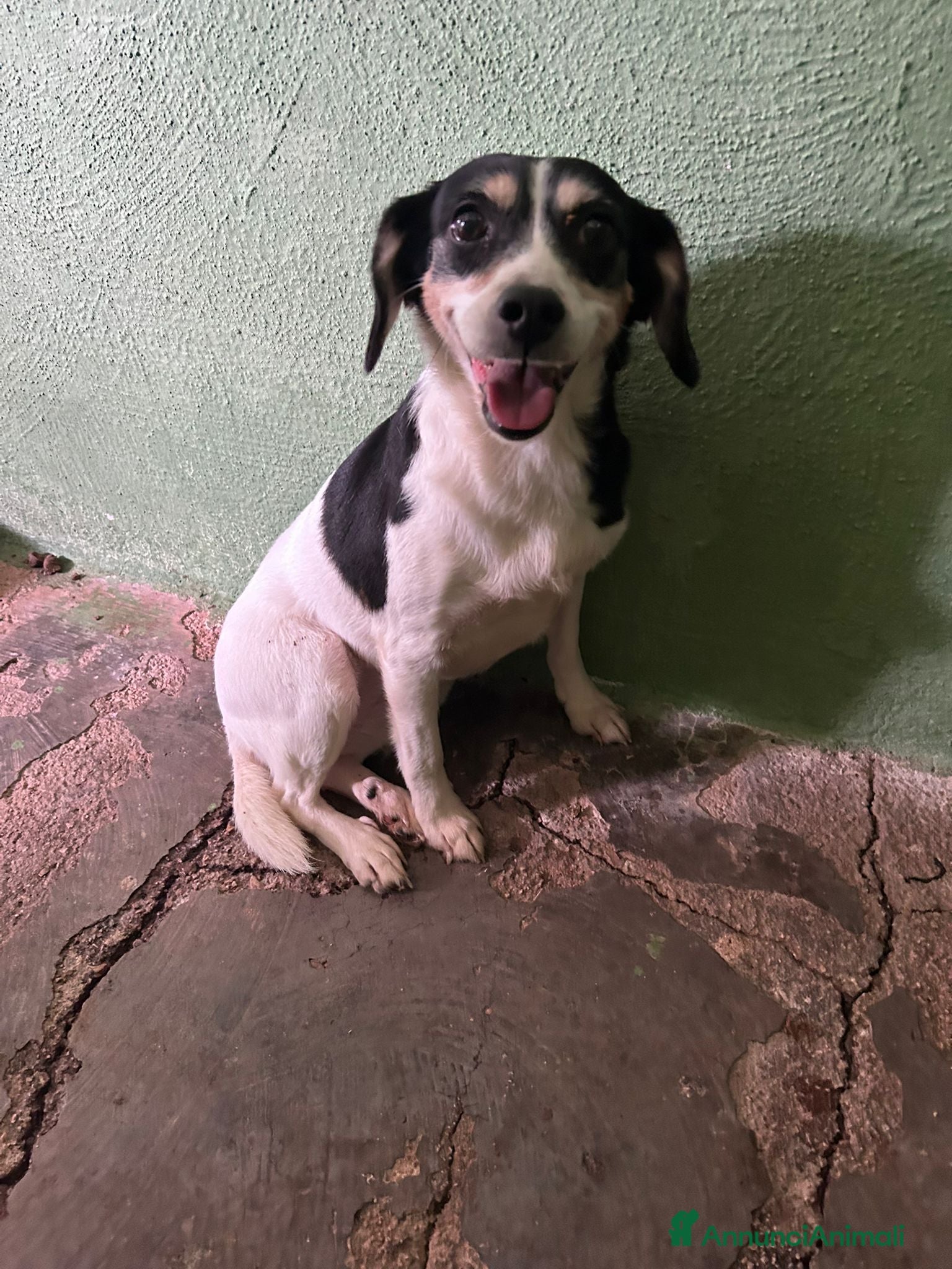 Meticcio cani CAGNOLINA TAGLIA PICCOLA  - Annuncio 28