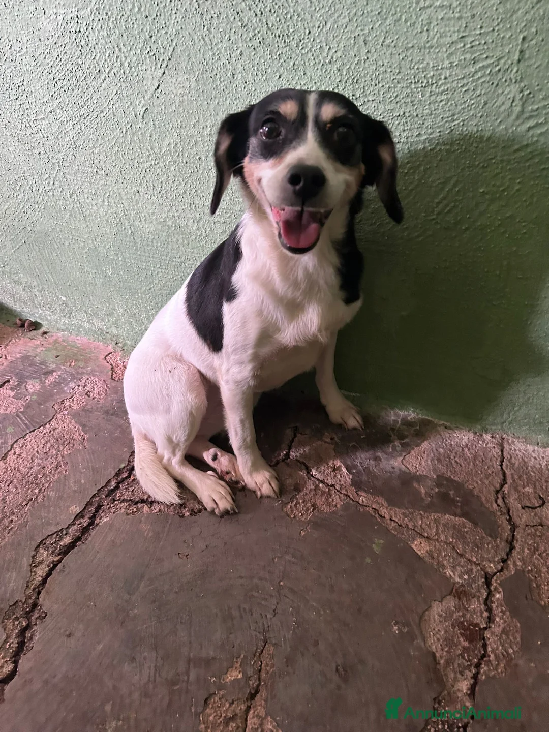 Meticcio cani in regalo: CAGNOLINA TAGLIA PICCOLA  - Annuncio 1