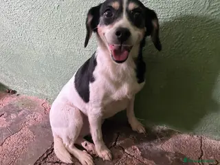 Meticcio cani CAGNOLINA TAGLIA PICCOLA - Annuncio 28