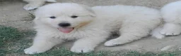 Pastore Maremmano cani in vendita: Spettacolari cuccioli di Pastore Abruzzese  - Annuncio 10