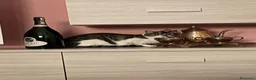 Europeo gatti in regalo: Gattini inseparabili - Annuncio 22