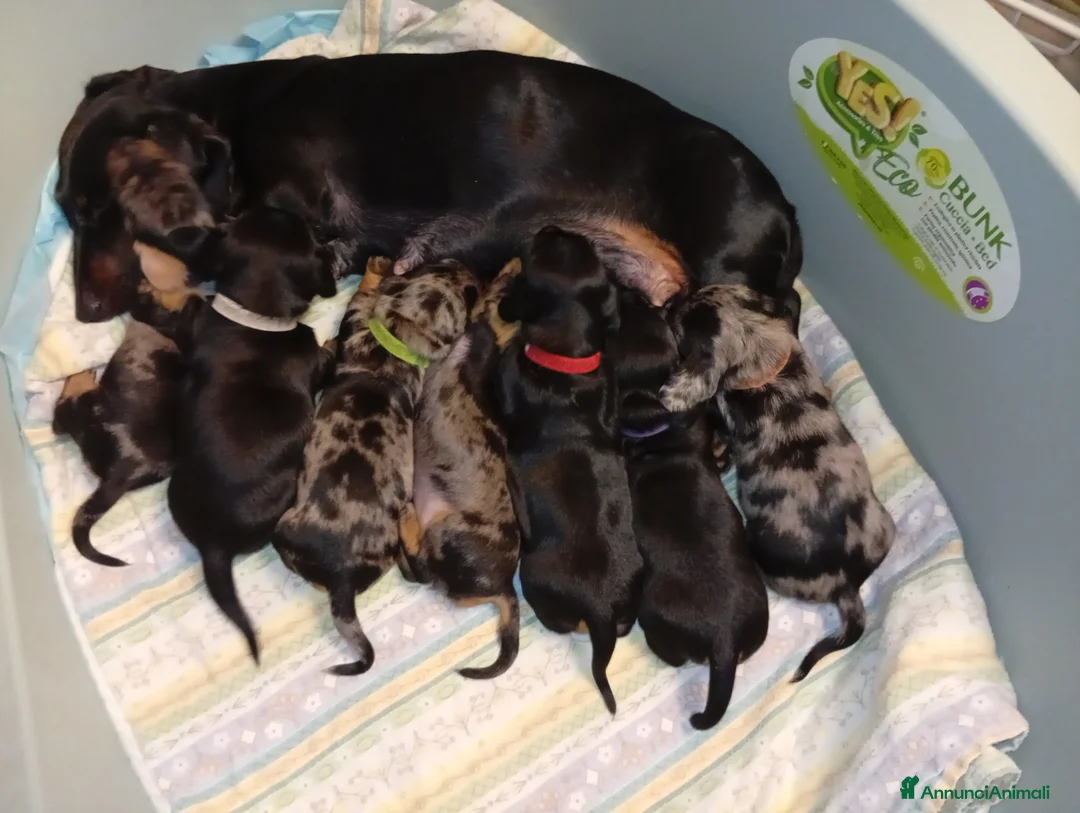 Bassotto cani in vendita: Bassotto arlecchino pedigree ENCI  - Annuncio 4