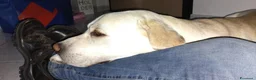 Labrador cani per accoppiamento: Labrador maschio per accoppiamento - Annuncio 26